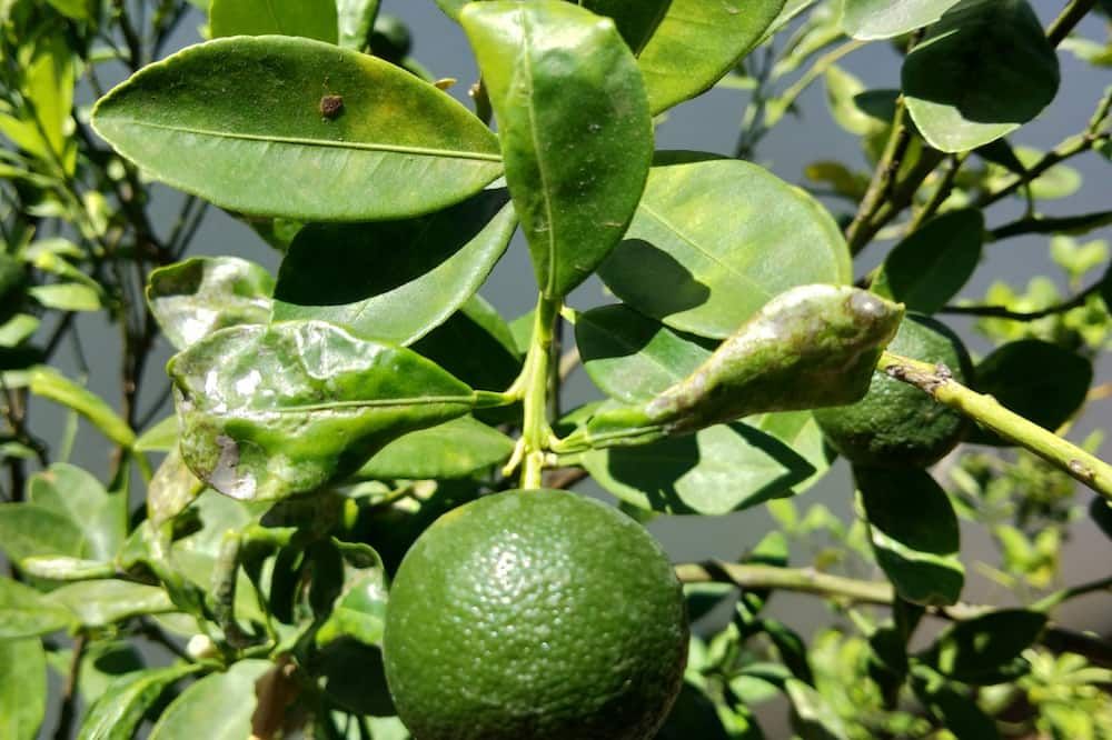 المظهر الخارجي