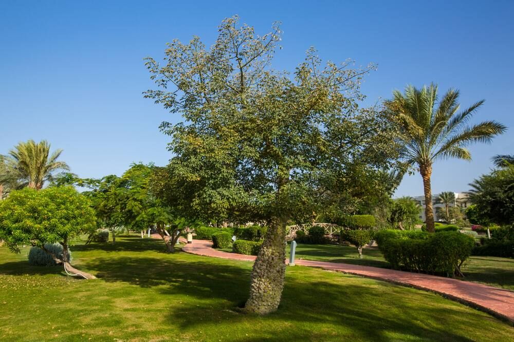 المظهر الخارجي