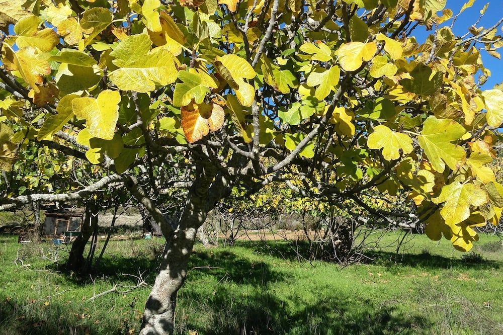 المظهر الخارجي