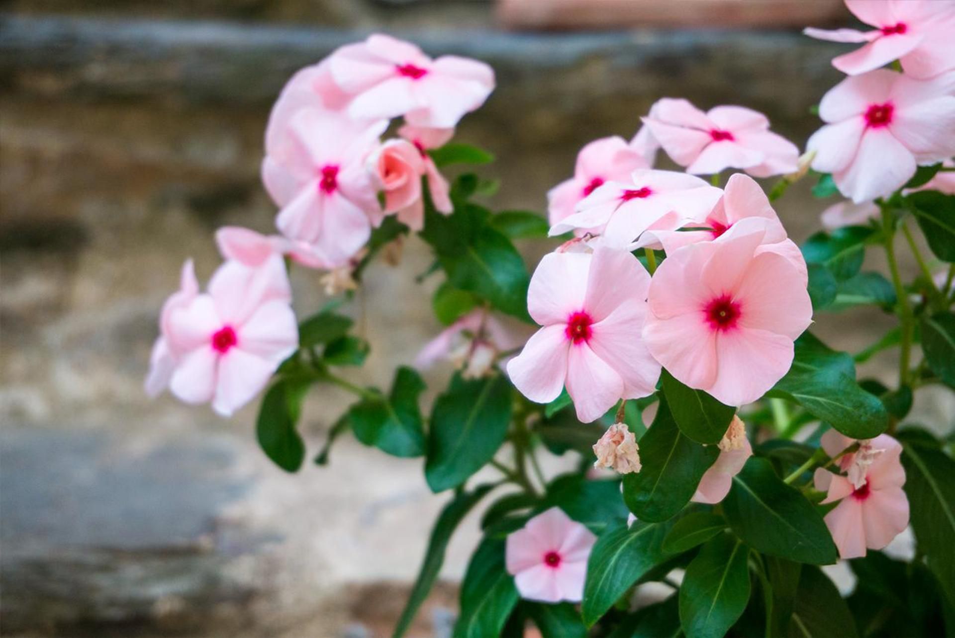 المظهر الخارجي