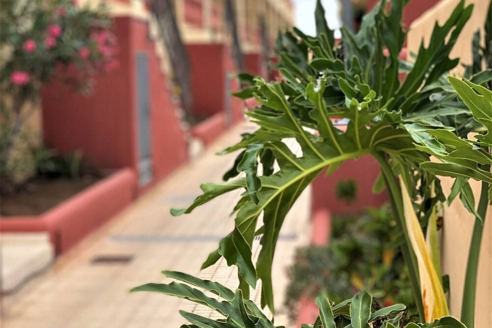 المظهر الخارجي
