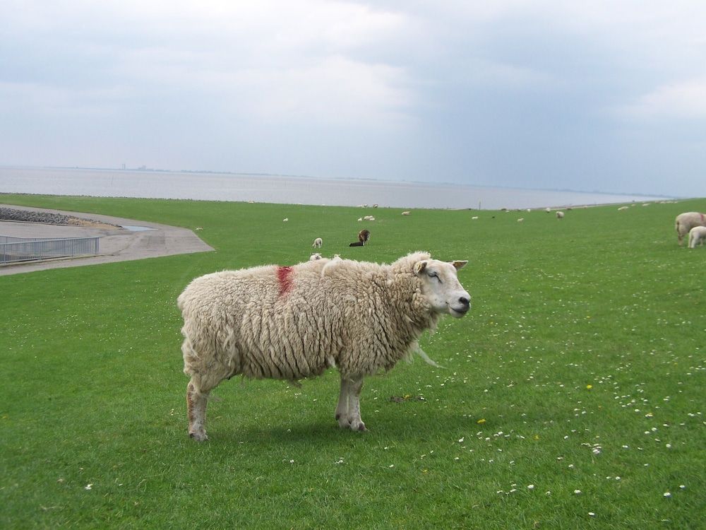 المظهر الخارجي