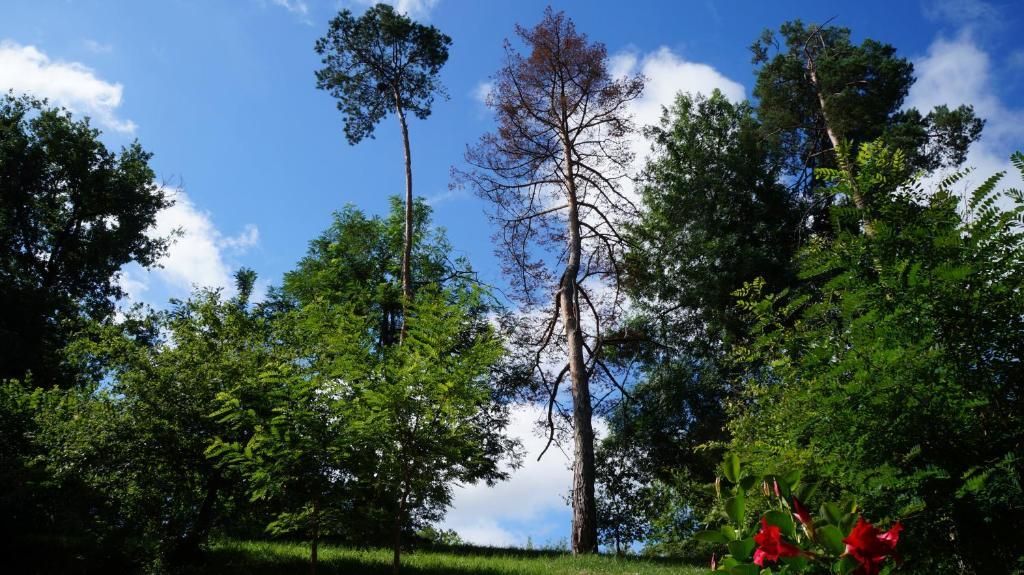 المظهر الخارجي