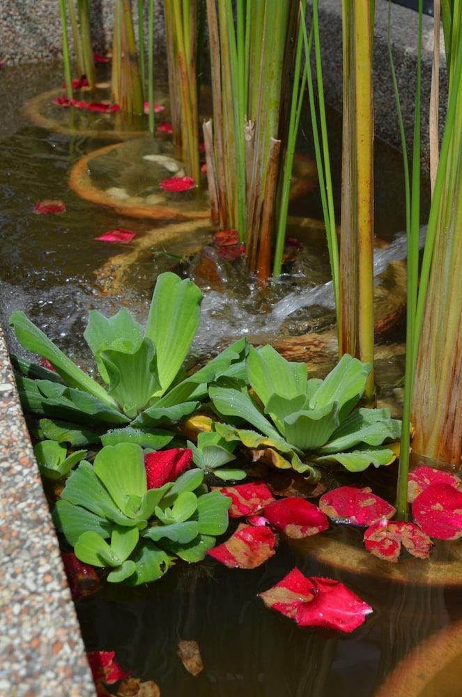 المظهر الخارجي