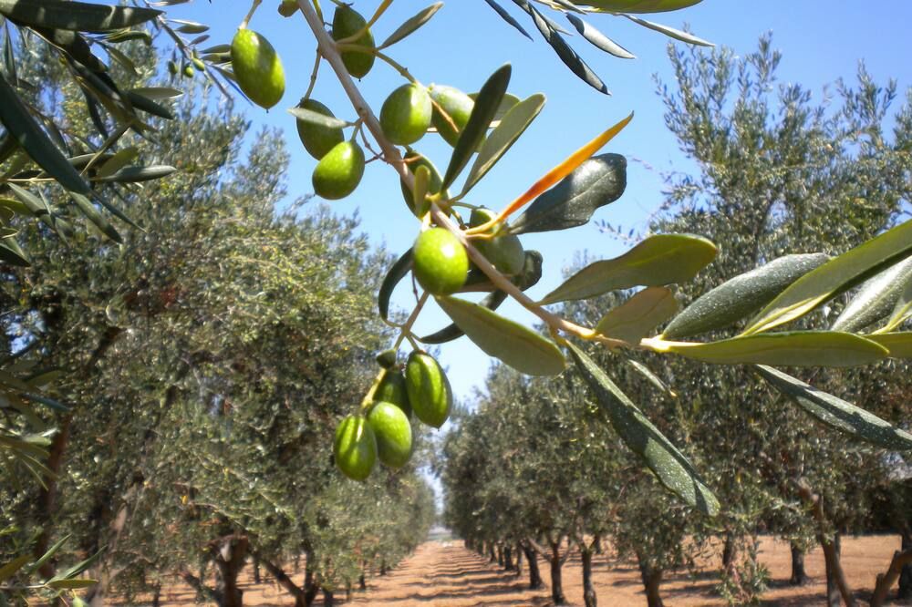 المظهر الخارجي