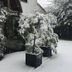 المظهر الخارجي