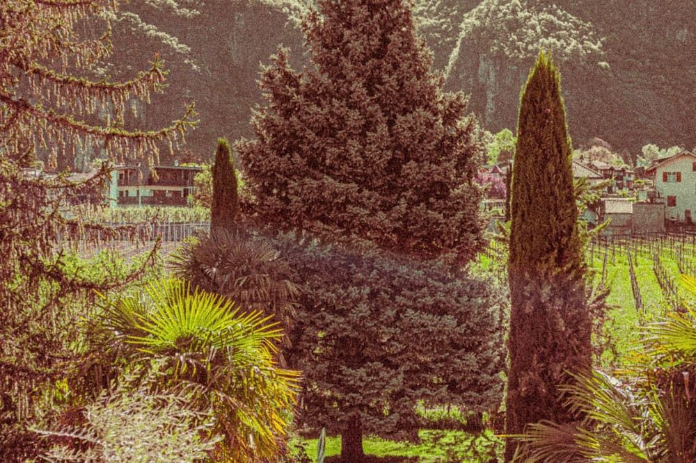 المظهر الخارجي