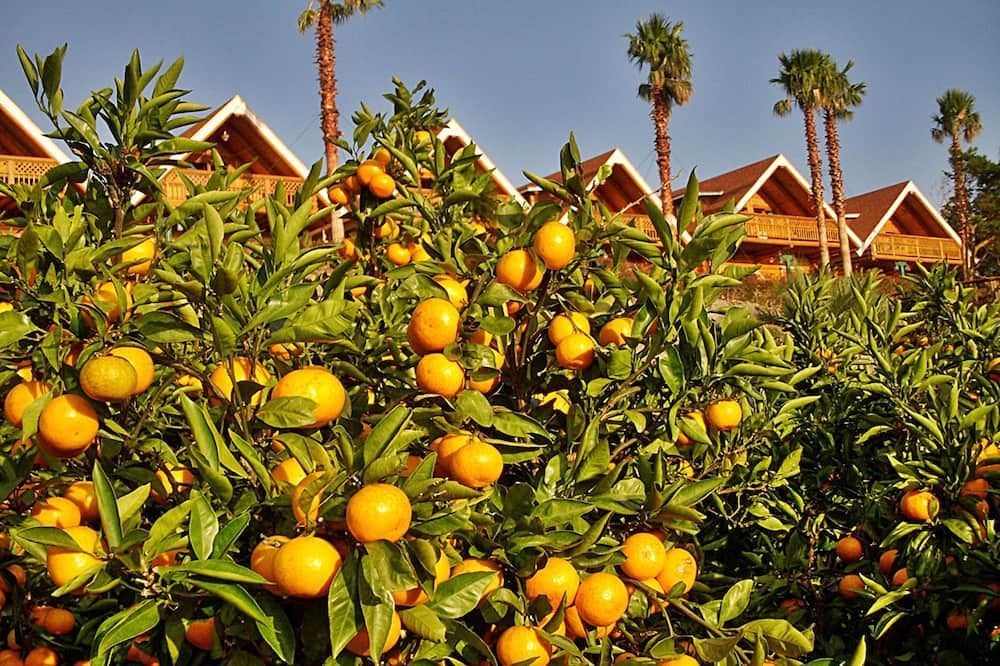 المظهر الخارجي