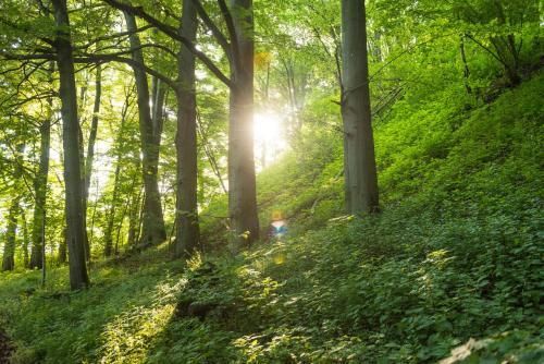 المظهر الخارجي