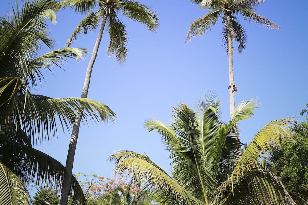 المظهر الخارجي