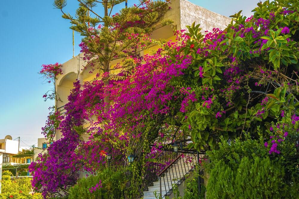 المظهر الخارجي