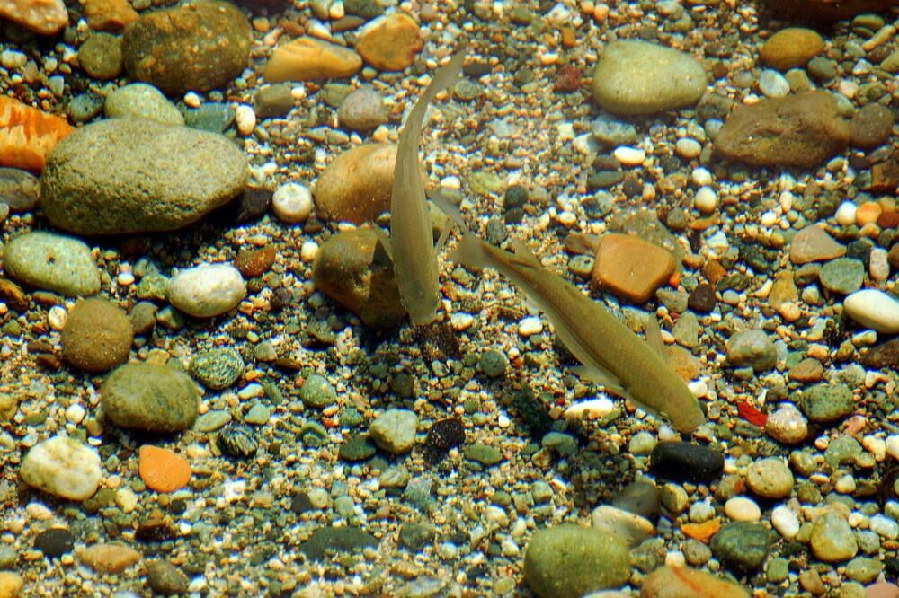 آخر