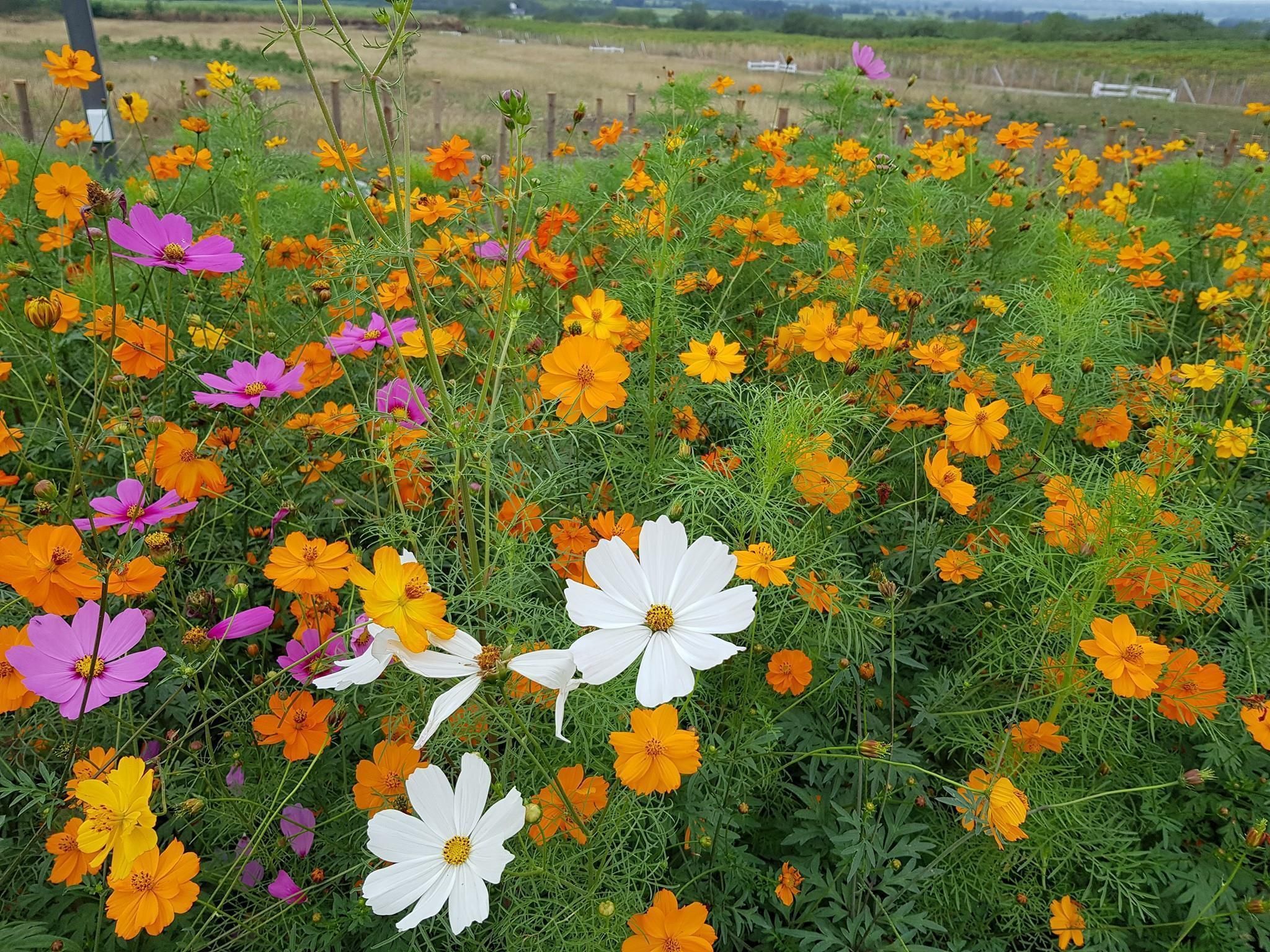 المظهر الخارجي