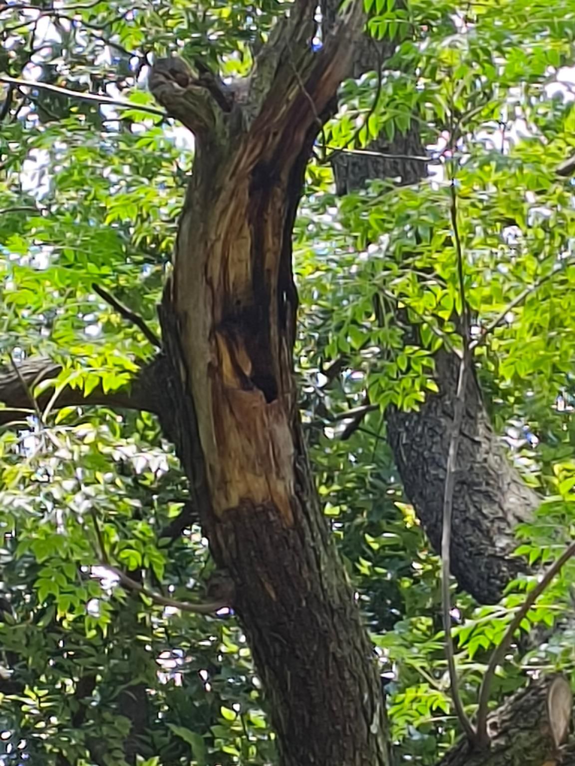 آخر