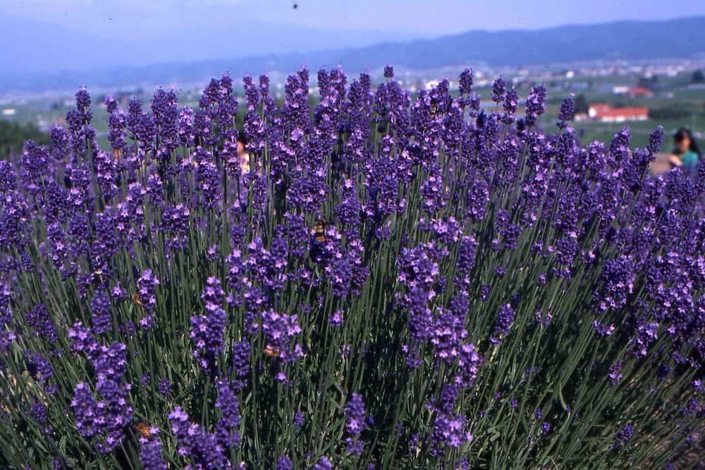 المظهر الخارجي