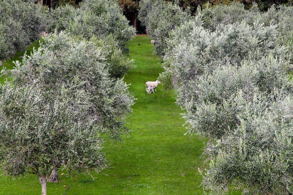 المظهر الخارجي