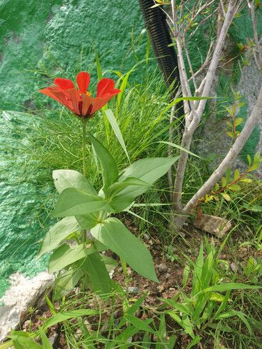 المظهر الخارجي