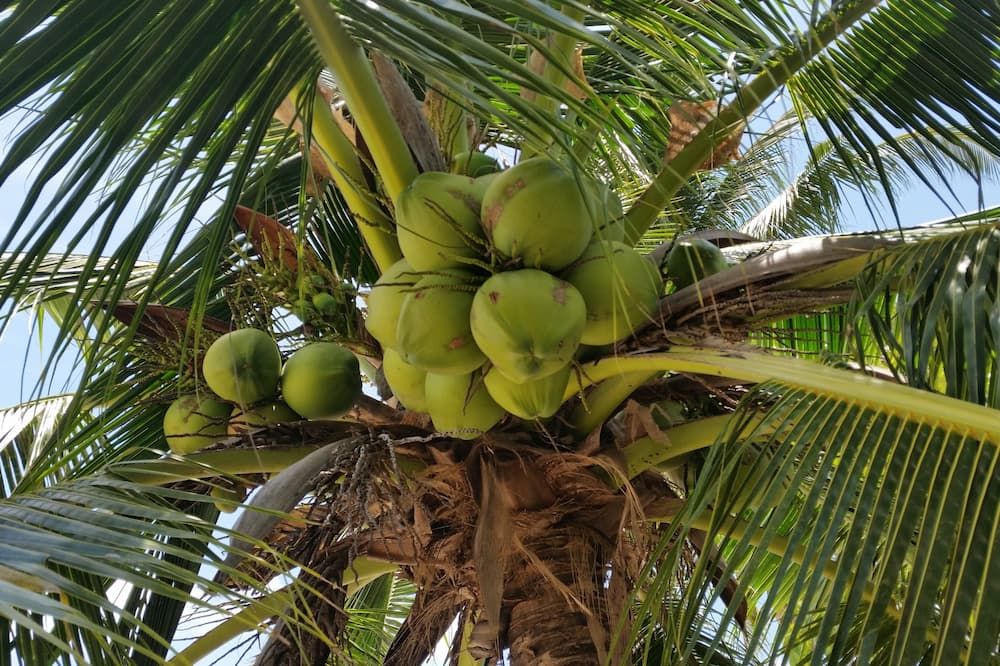 المظهر الخارجي