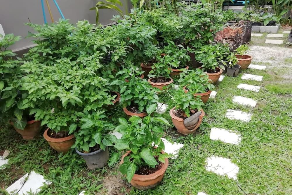 المظهر الخارجي