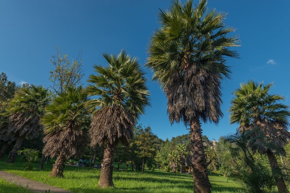 المظهر الخارجي