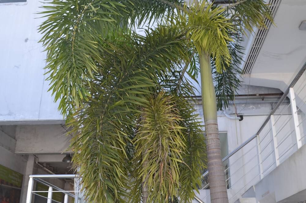 المظهر الخارجي