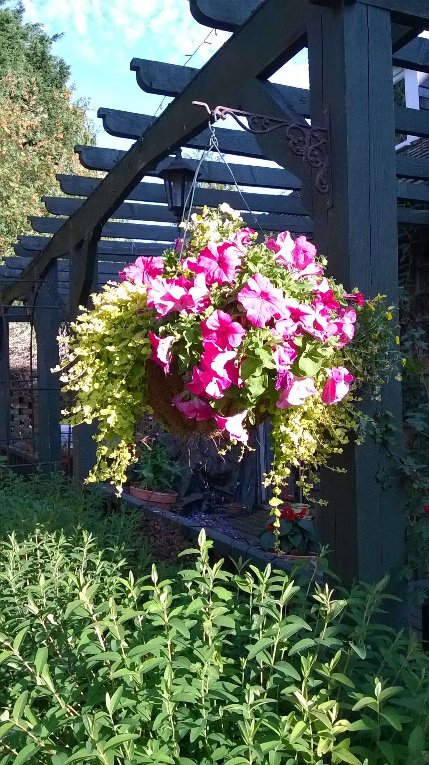 المظهر الخارجي