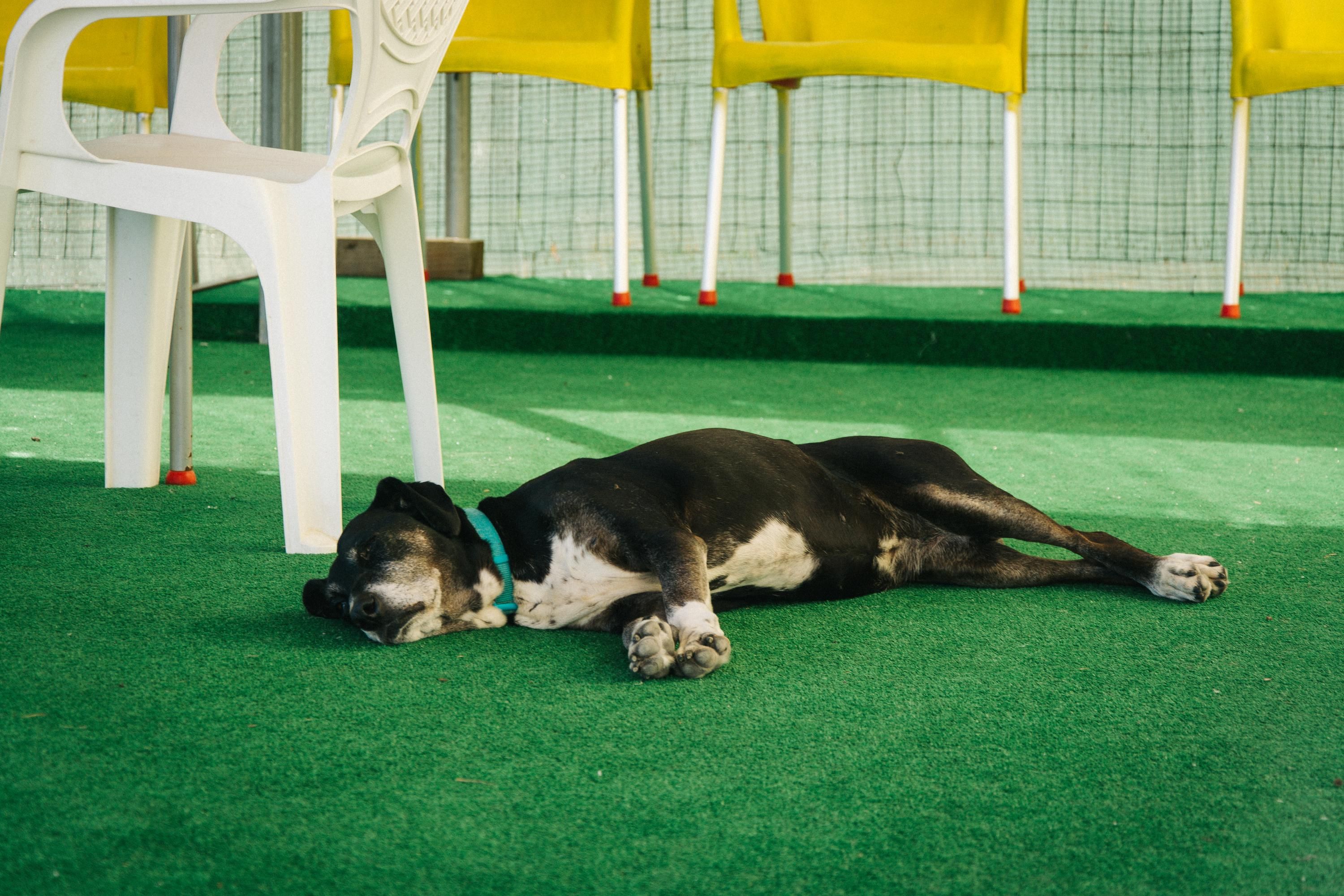 صديق للحيوانات الاليفة