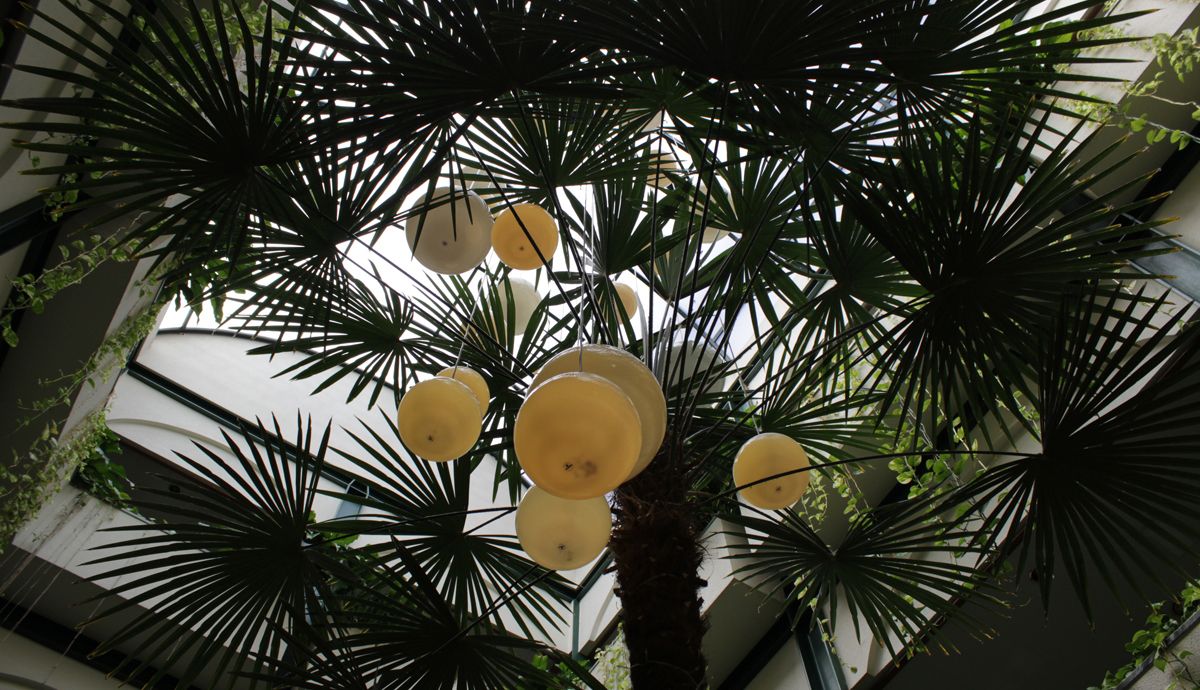 المظهر الخارجي