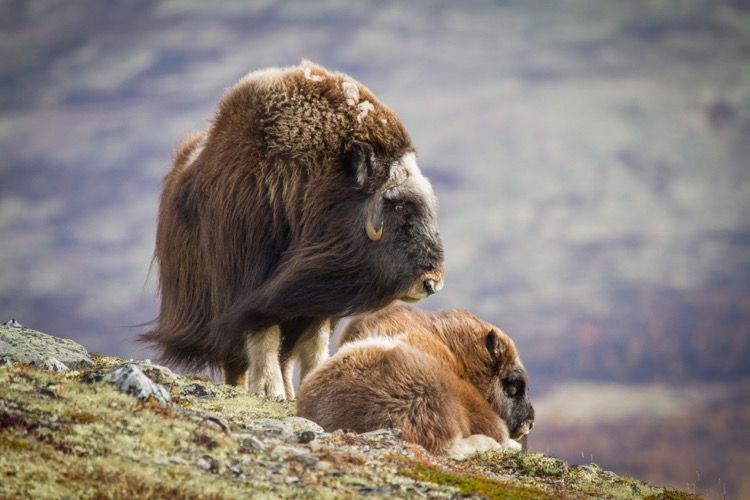 المعالم السياحية