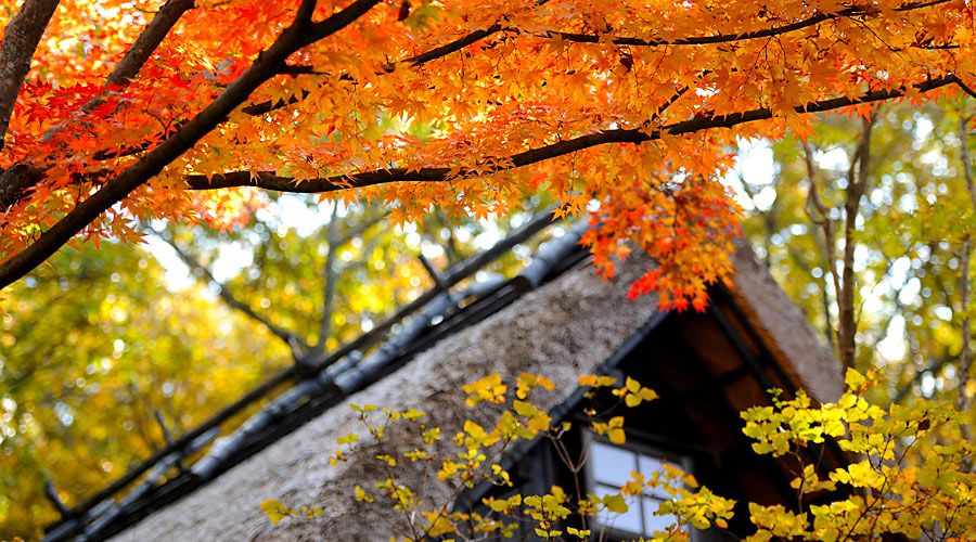 المظهر الخارجي