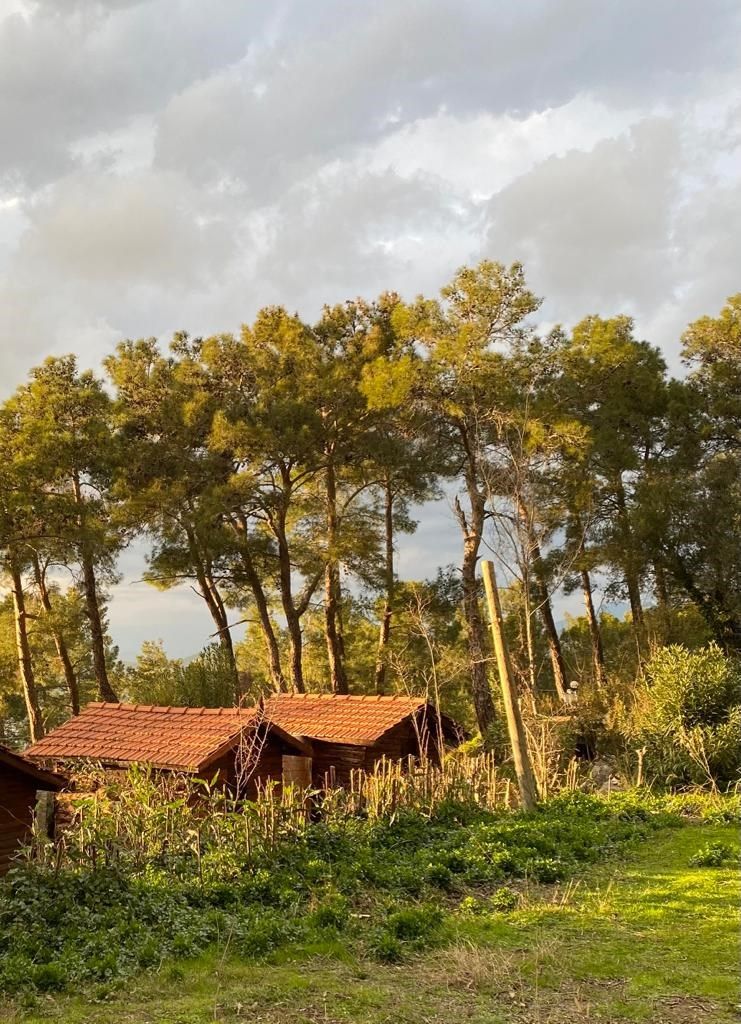 المظهر الخارجي