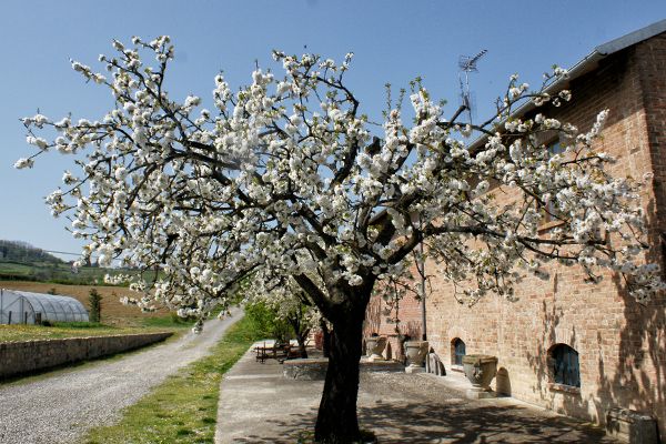 المظهر الخارجي